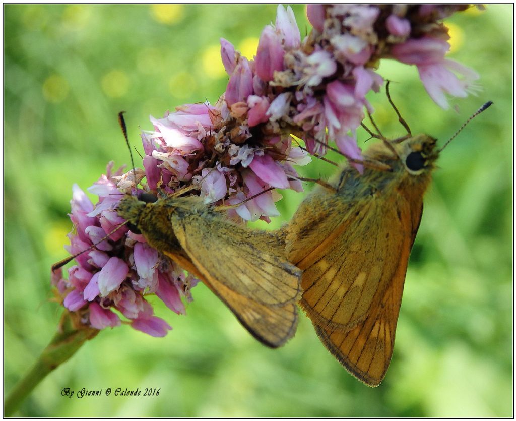 Ochlodes sylvanus? S